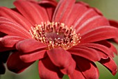 GERBERA JAMESONII