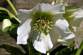 HELLEBORUS