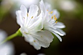 LEWISIA MOUNTAIN DREAMS