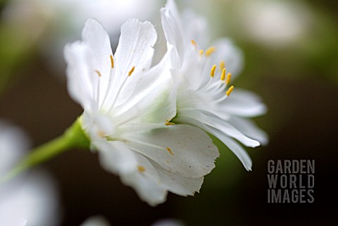 LEWISIA_MOUNTAIN_DREAMS