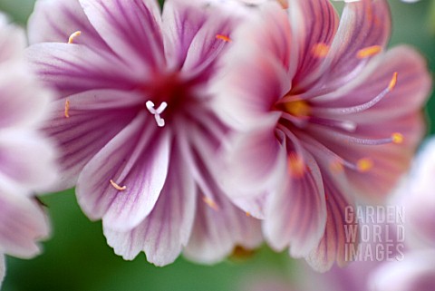 LEWISIA_MOUNTAIN_DREAMS