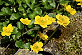 CALTHA PALUSTRIS