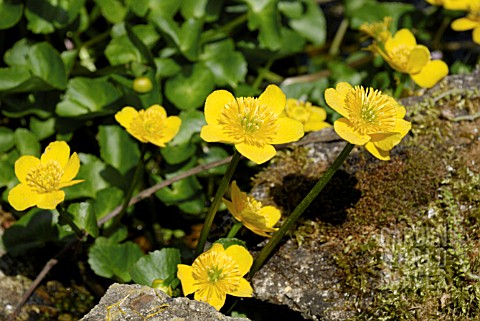 CALTHA_PALUSTRIS