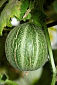 OGEN MELON