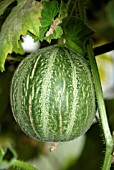 OGEN MELON