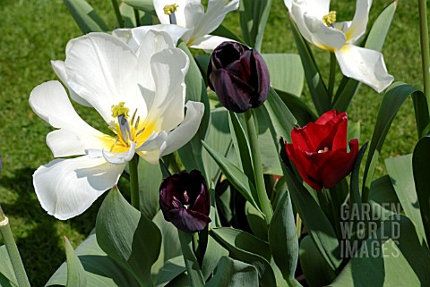 TULIPA_ISLE_DE_FRANCE_AND_QUEEN_OF_NIGHT