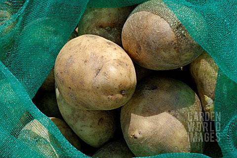 FOREMOST_POTATOES