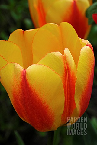 TULIPS