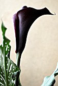 ZANTEDESCHIA, HOT CHOCOLATE