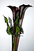 ZANTEDESCHIA, HOT CHOCOLATE