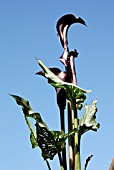 ZANTEDESCHIA, HOT CHOCOLATE