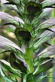 ACANTHUS MOLLIS, BEARS BREECHES