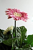 GERBERA JAMESONII