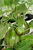 SOLANUM MELONGENA,  AUBERGINE,  ON PLANT.