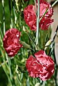 DIANTHUS