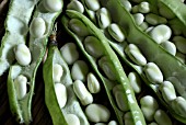 BROAD BEAN AQUADULCE CLAUDIA