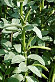 BROAD BEAN BUNYARDS EXHIBITION