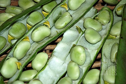 BROAD_BEAN_BUNYARDS_EXHIBITION