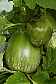 SOLANUM MELONGENA,  AUBERGINE,  ON PLANT.