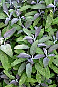 SALVIA OFFICINALIS, PURPLE SAGE