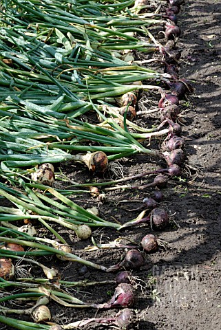 HARVESTED_ONIONS_CENTURION_AND_RED_BARON