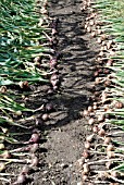 FRESHLY HARVESTED ONIONS AND SHALLOTS