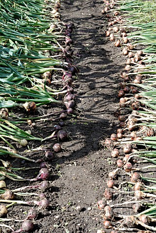 FRESHLY_HARVESTED_ONIONS_AND_SHALLOTS