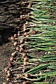 FRESHLY HARVESTED SHALLOTS