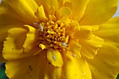 GREENFLY ON TAGETES PATULA,  FRENCH MARIGOLD