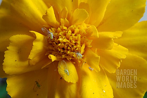 GREENFLY_ON_TAGETES_PATULA__FRENCH_MARIGOLD