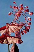 BEGONIA REX.