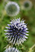 ECHINOPS BANNATICUS, GLOBE THISTLE