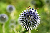 HOVERFLIES ON ECHINOPS BANNATICUS, GLOBE THISTLE