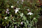 NIGELLA AFRICAN BRIDE