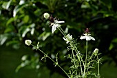 NIGELLA AFRICAN BRIDE