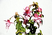 FUSCHIA SOUTHGATE