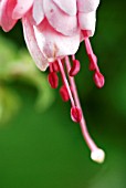 FUSCHIA SOUTHGATE