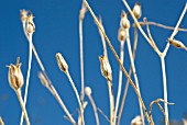 AGROSTEMMA OCEAN PEARL SEEDHEADS