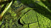 BLANKETWEED ON POND