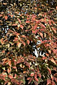 FORSYTHIA X INTERMEDIA, AUTUMNAL FOLIAGE