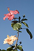 HIBISCUS ATHENE, BLOOMS OF TWO COLOURS ON SAME PLANT