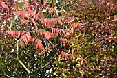 RHUS TYPHINA AND FORSYTHIA X INTERMEDIA, AUTUMNAL FOLIAGE