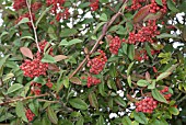 COTONEASTER WATERERI WITH BERRIES