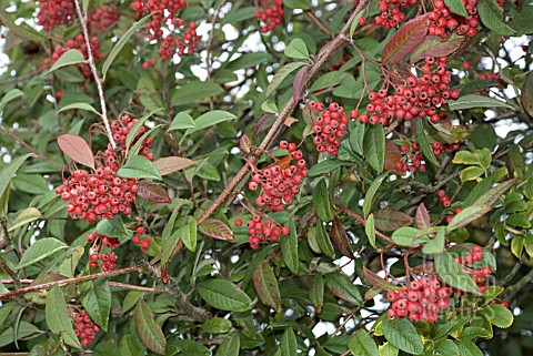 COTONEASTER_WATERERI_WITH_BERRIES