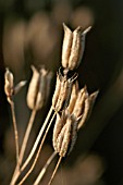 AQUILEGIA SEED HEADS