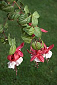 FUSCHIA BALLET GIRL