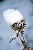 SNOW ON ECHINOPS BANNATICUS