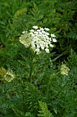 DAUCUS CAROTA,  CARROT SEEDHEAD