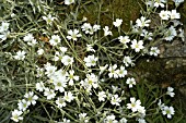 CERASTIUM TOMENTOSUM, DUSTY MILLER