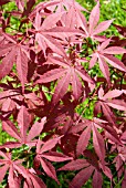 ACER PALMATUM ATROPURPUREUM